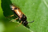 Arge melanochra