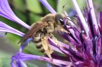 Halictus scabiosae