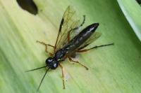 Tenthredo atra