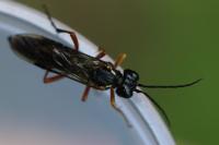 Tenthredo atra