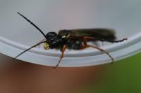 Tenthredo atra