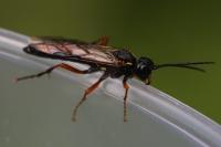 Tenthredo atra