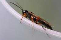 Tenthredo atra
