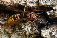 Vespa crabro