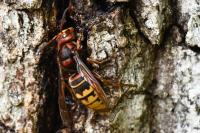 Vespa crabro