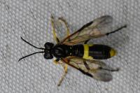 Tenthredo temula