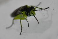 Cytisogaster genistae