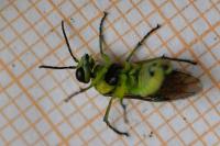 Cytisogaster genistae