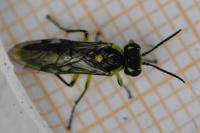 Cytisogaster genistae