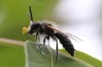 Andrena cineraria