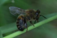 Apis mellifera