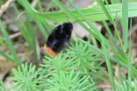 Bombus lapidarius