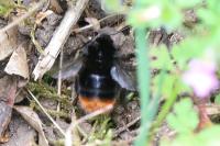 Bombus lapidarius