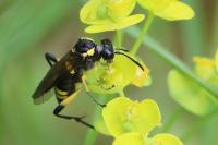 Macrophya montana
