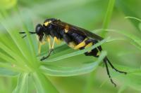 Macrophya montana