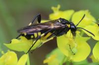 Macrophya montana