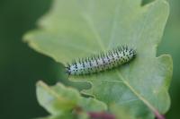 Periclista pubescens