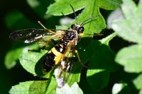 Tenthredo temula