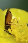 Athalia bicolor