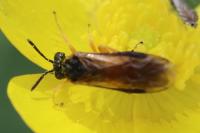 Athalia bicolor