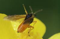 Athalia bicolor