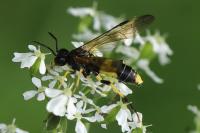 Tenthredo temula