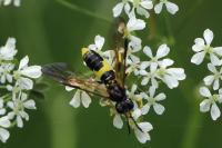 Tenthredo temula