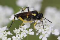 Macrophya montana