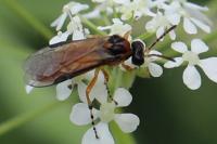 Athalia rosae