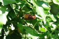 Vespa crabro