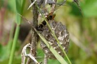Polistes nimpha