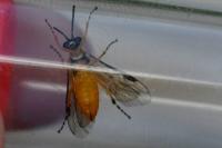 Athalia circularis