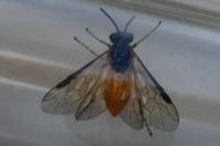 Athalia circularis