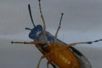 Athalia circularis