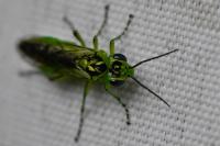 Rhogogaster chlorosoma