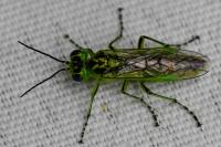 Rhogogaster chlorosoma