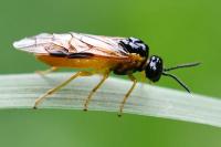 Selandria serva