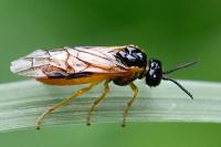 Selandria serva
