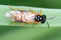 Selandria serva
