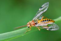 Tenthredopsis sordida