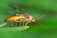 Tenthredopsis sordida