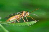 Tenthredopsis sordida