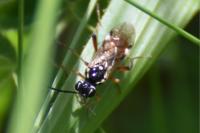 Tenthredopsis stigma