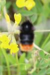 Bombus lapidarius