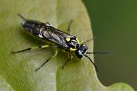 Cytisogaster picta