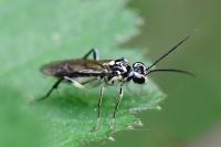 Pachyprotasis rapae
