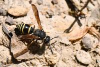 Odynerus spinipes