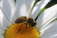 Apis mellifera