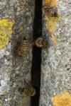 Apis mellifera