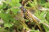 Polistes dominula